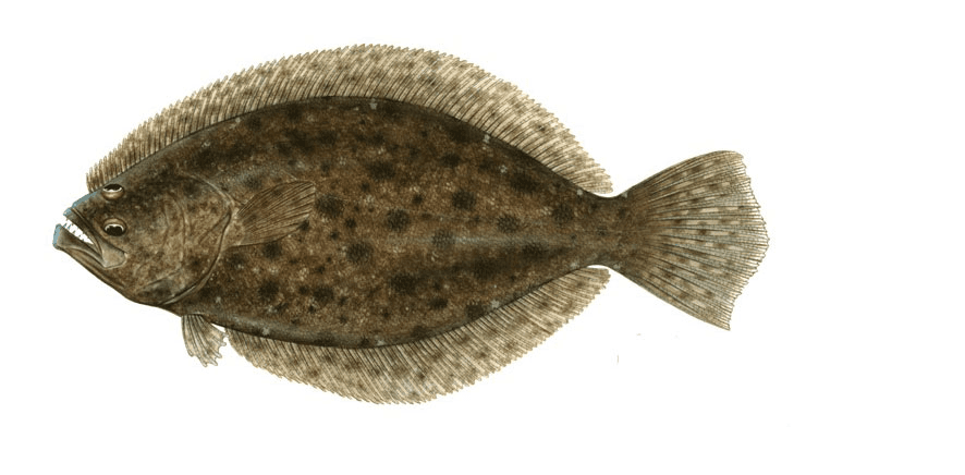 Flounder