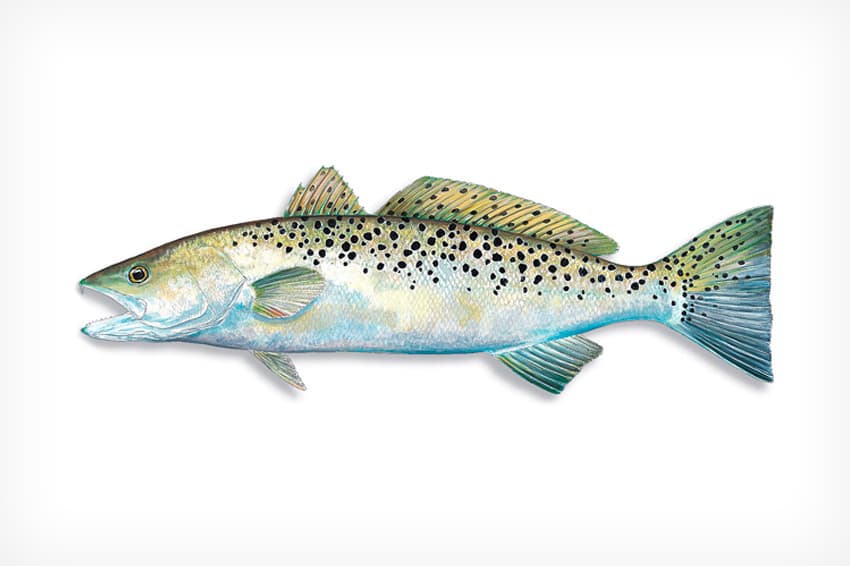 Spotted Seatrout